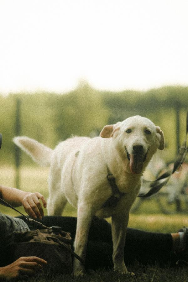 Easy, una labrador color miele Foto 4